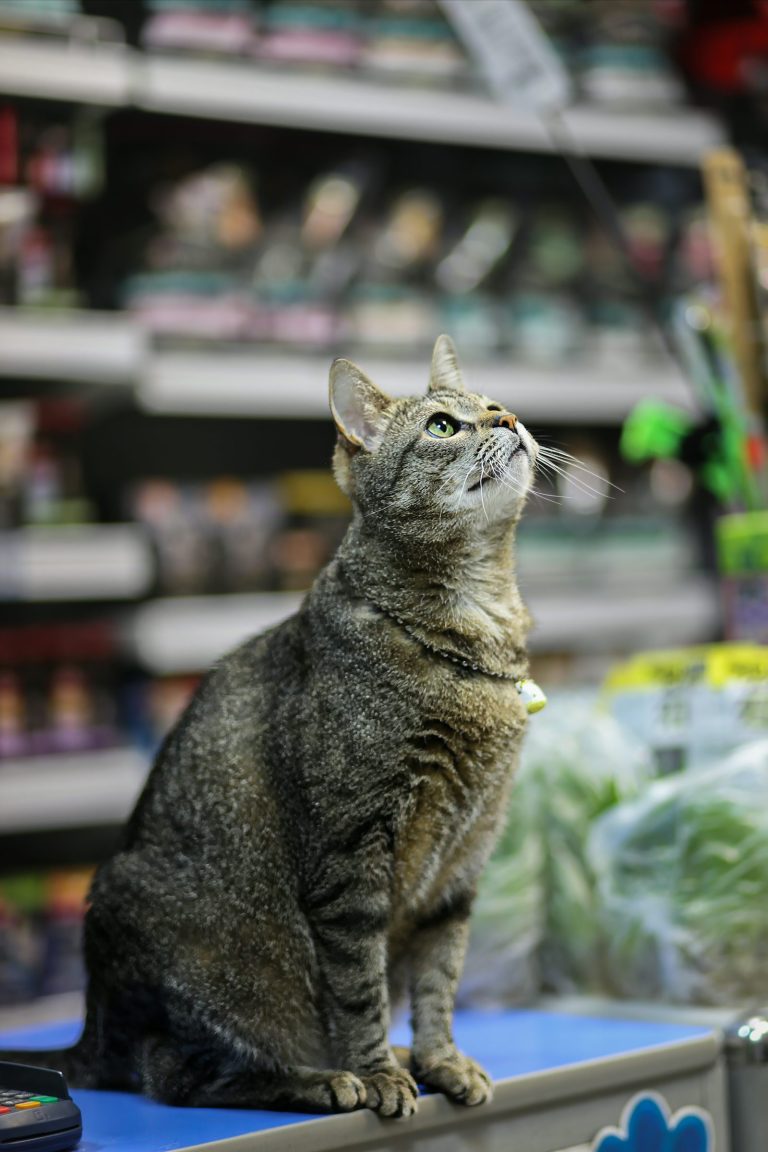 Gato sentado sobre una mesa dentro de una tienda de mascotas