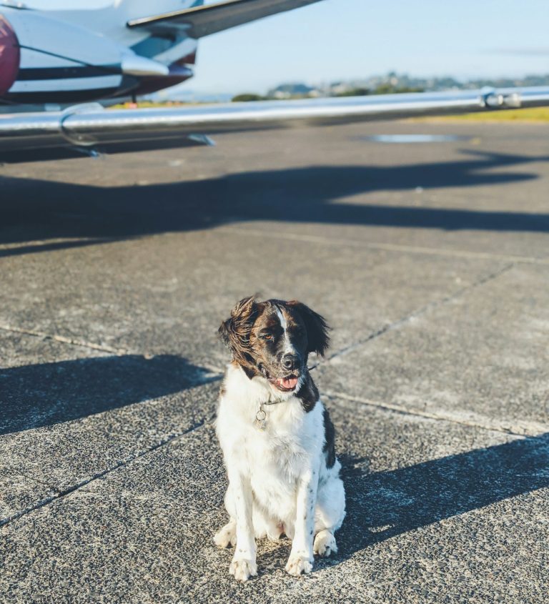 Perro sentado junto a una maleta antes de viajar