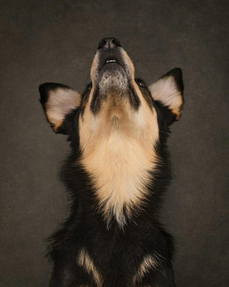 Perro mirando hacia el cielo al aire libre