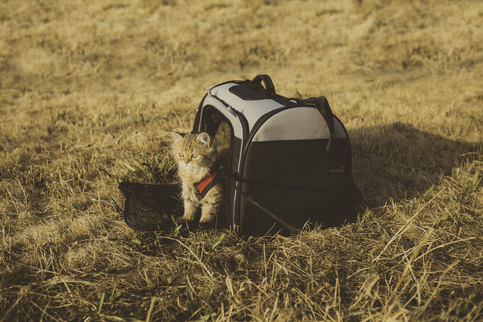 Gato dentro de un transportín preparado para viajar en avión