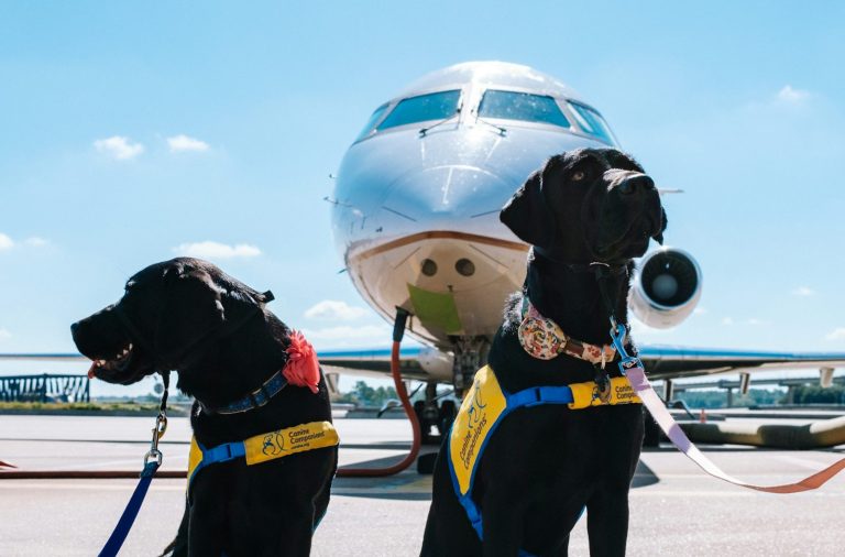 Perros junto a un avión en la pista del aeropuerto, listos para embarcar