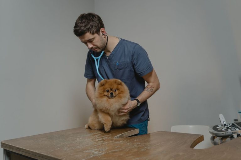 Veterinario revisando a un perro en consulta