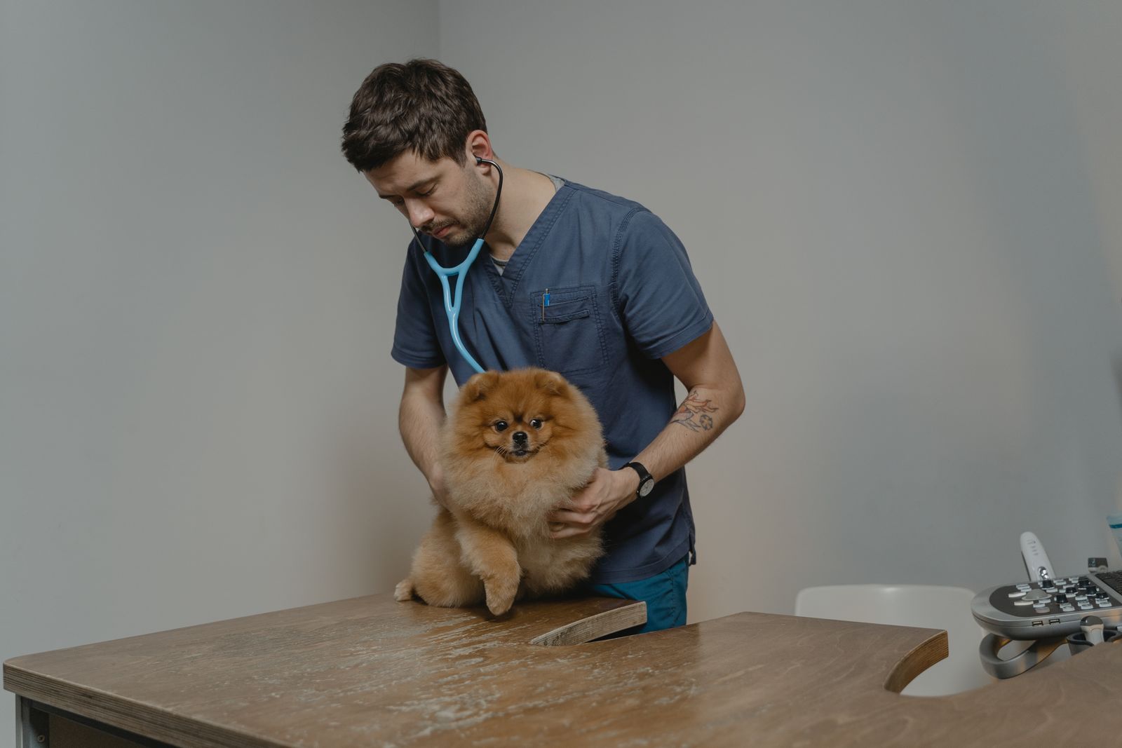 Veterinario revisando a un perro en consulta