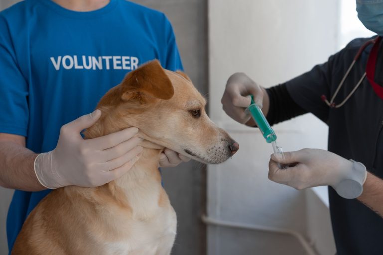 Veterinario aplicando vacuna a un perro