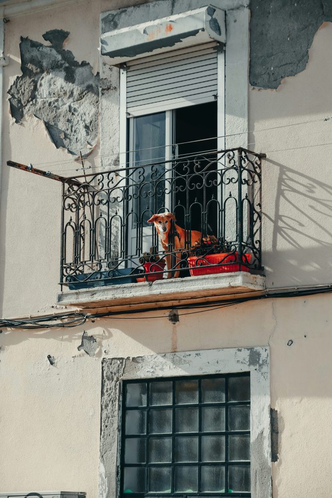 Un perro sentado en el balcón de un apartamento mirando hacia afuera, evocando la convivencia con mascotas en vivienda urbana