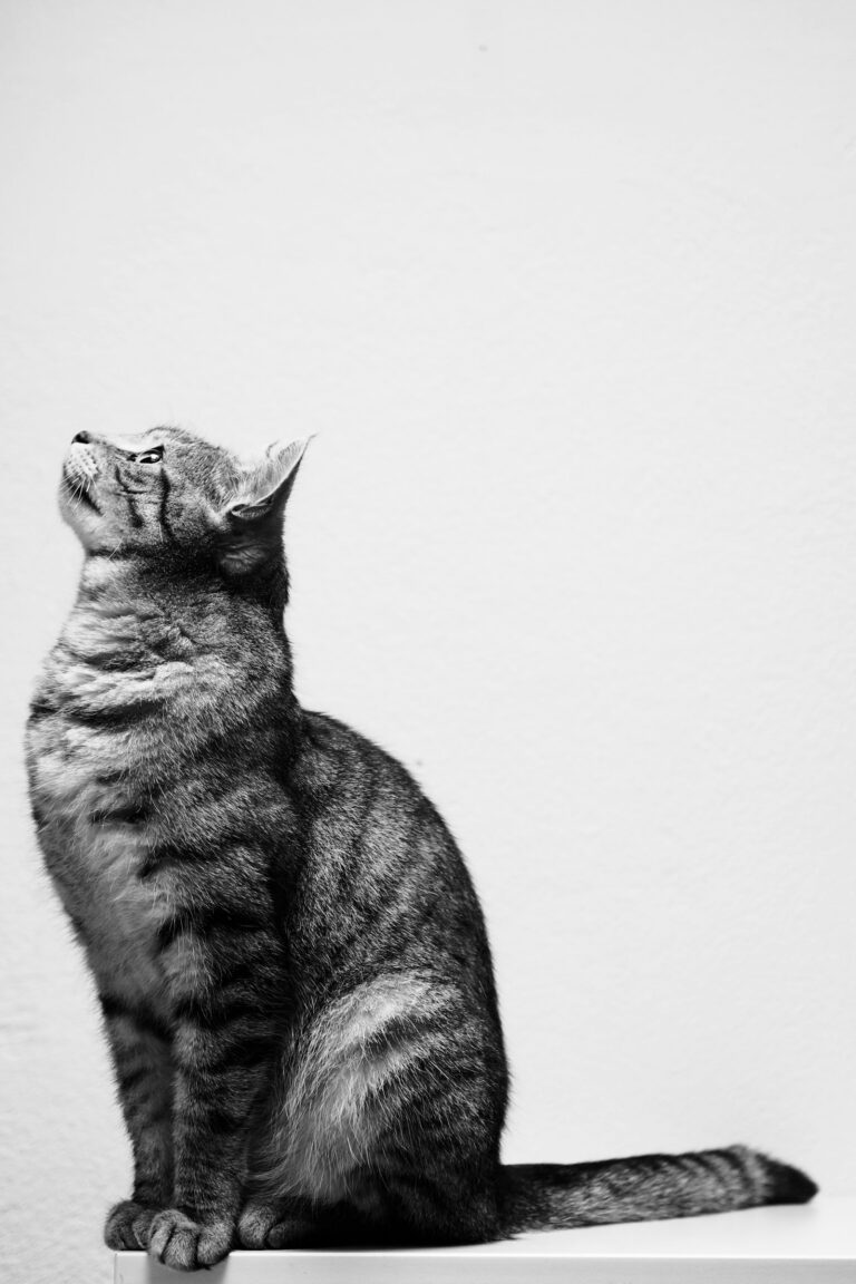 Gato atigrado gris y negro de perfil