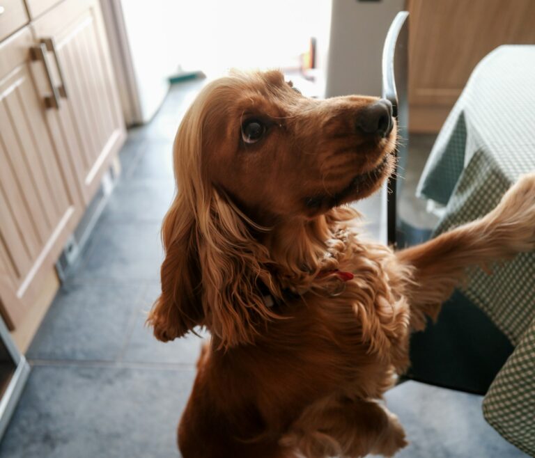 Perro con orejas largas mirando hacia arriba, atento a un sonido