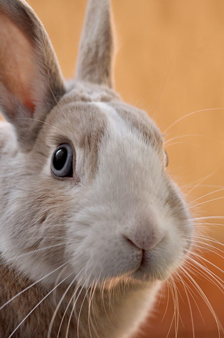 Primer plano de un conejo gris doméstico