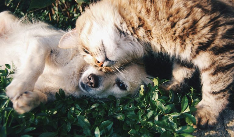 Perro blanco y gato gris juntos, representando la protección y el cuidado que cubre el seguro de mascotas