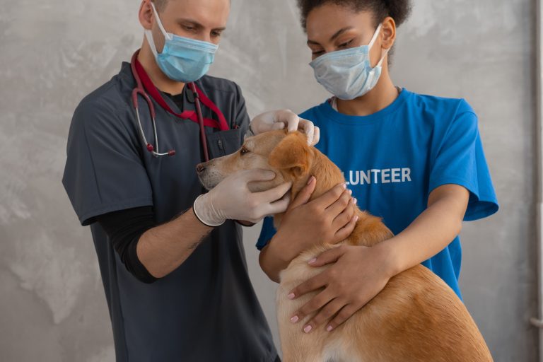 Veterinario revisando a un perro en consulta clínica