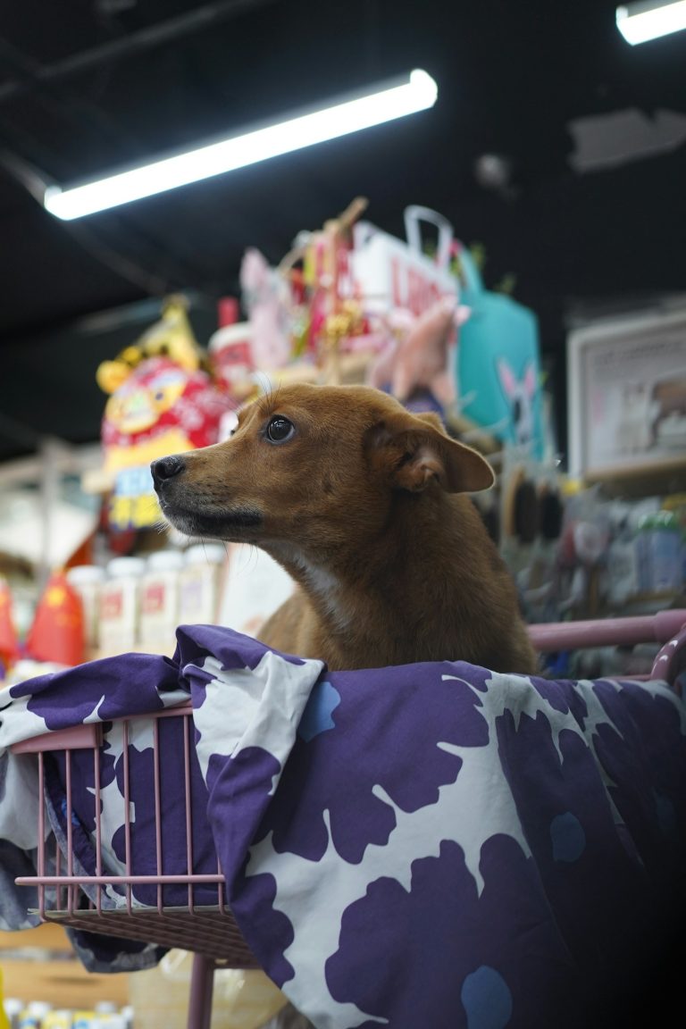 Perro sentado dentro de un carrito de compras en una tienda de mascotas