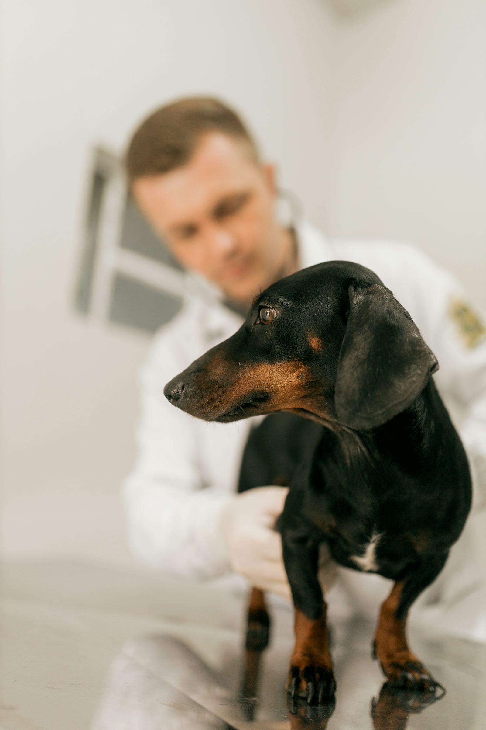 Veterinario examinando a un perro dachshund en una consulta