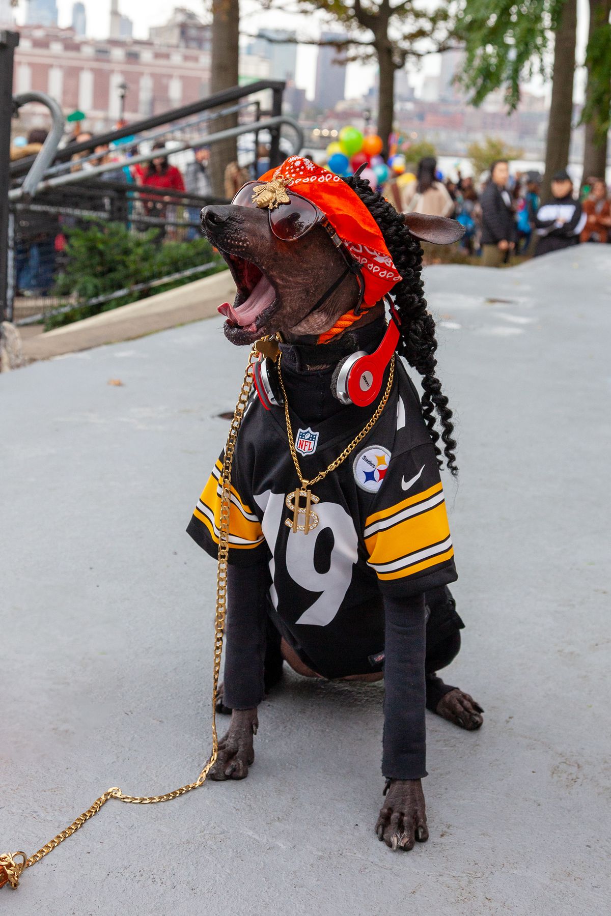 Perro disfrazado de Snoop Dogg con cadena de oro, bandana y audífonos