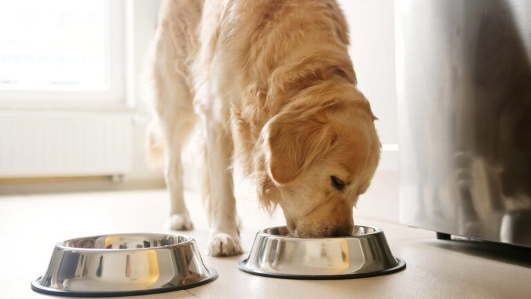 Perros y gatos prefieren la proteína microbiana según un nuevo estudio de nutrición