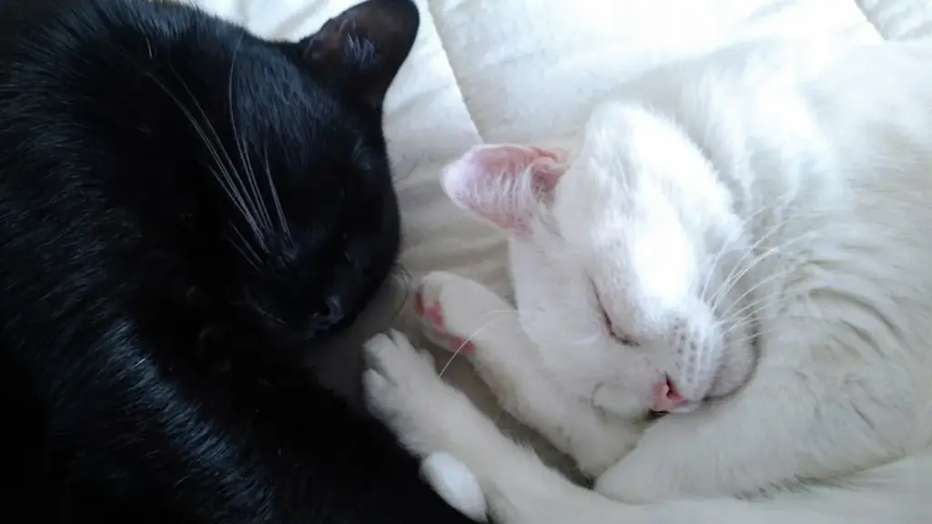 Refugios en México pausan en octubre las adopciones de mascotas negras y blancas para protegerlas