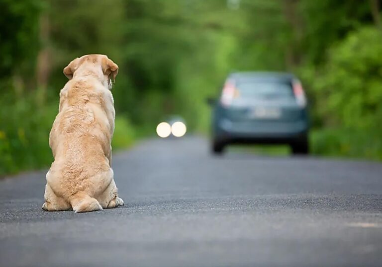 España recoge un perro o un gato cada dos minutos y supera los 285000 abandonos en un año