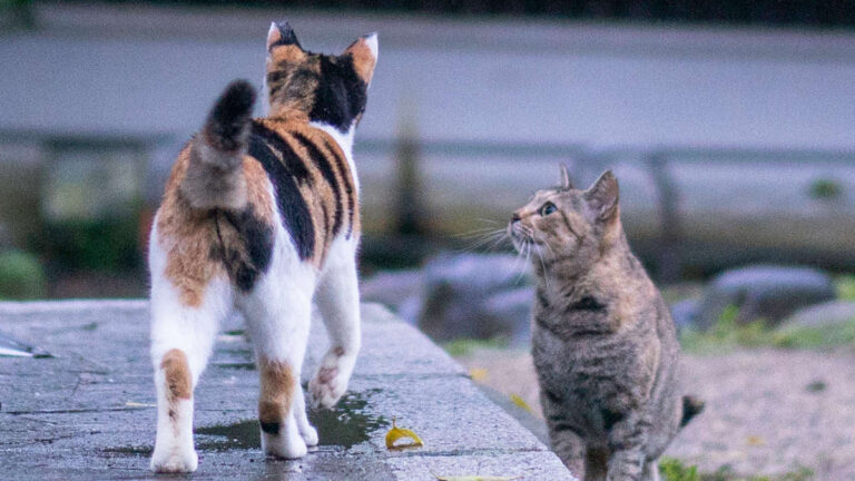 1 de cada 16 gatos da positivo a Giardia y parte son cepas que también afectan a humanos