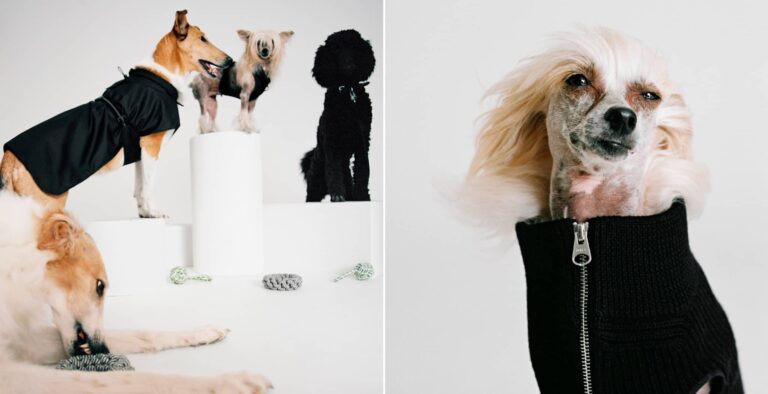 H&M vistió a los perros con Moschino y Pringle y Arket los volvió colección permanente