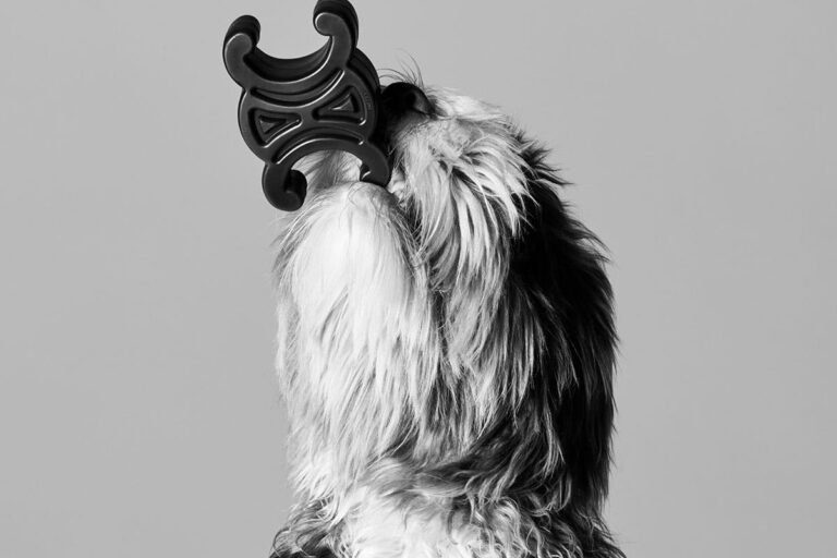 Celine vistió a Elvis su labradoodle y nació su colección de lujo para perros