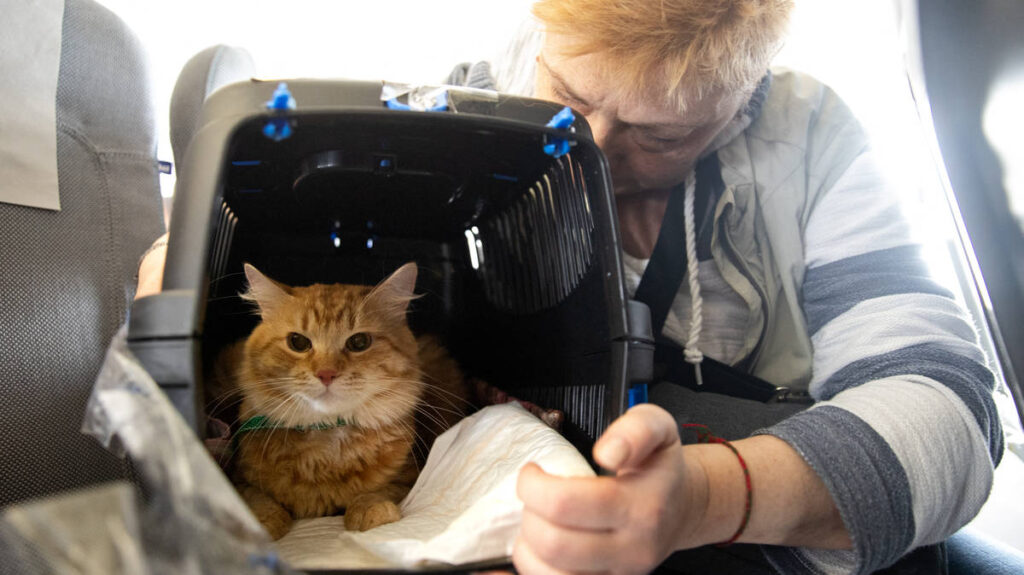 Reino Unido estrena un nuevo certificado de salud para viajar con mascotas a la Unión Europea