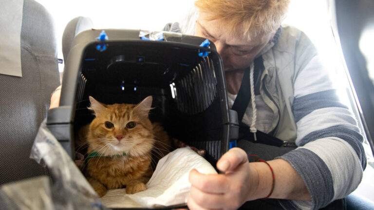 Reino Unido estrena un nuevo certificado de salud para viajar con mascotas a la Unión Europea