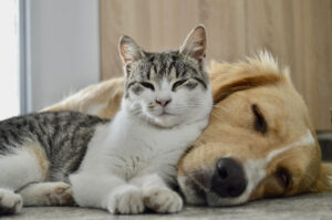 Reino Unido amplía el rastreo de bacterias resistentes en perros y gatos sanos