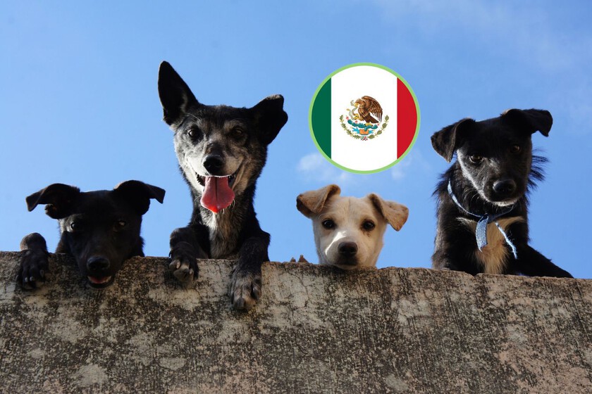 México avanza a una ley histórica sobre animales sintientes y estrictas reglas para tutores