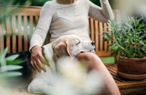 Leap busca startups científicas para que perros y gatos vivan más años con mejor salud