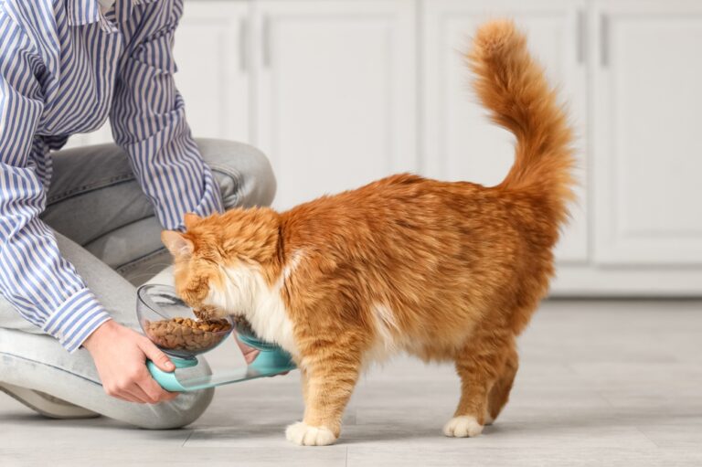 Gatos con dietas de pescado concentran más PFAS de cadena larga según estudios japoneses