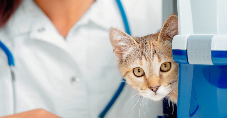 Nace en Estados Unidos la primera franquicia dedicada solo a cuidar gatos en casa