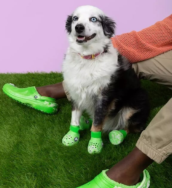 BARK y Crocs convierten los zapatos para perros en un negocio para jugar pasear y dormir