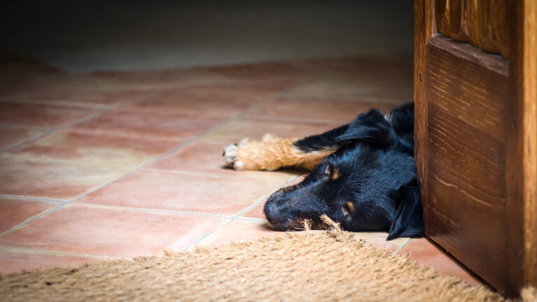 KNKA apuesta por un purificador con Modo Mascota para casas con perros y gatos