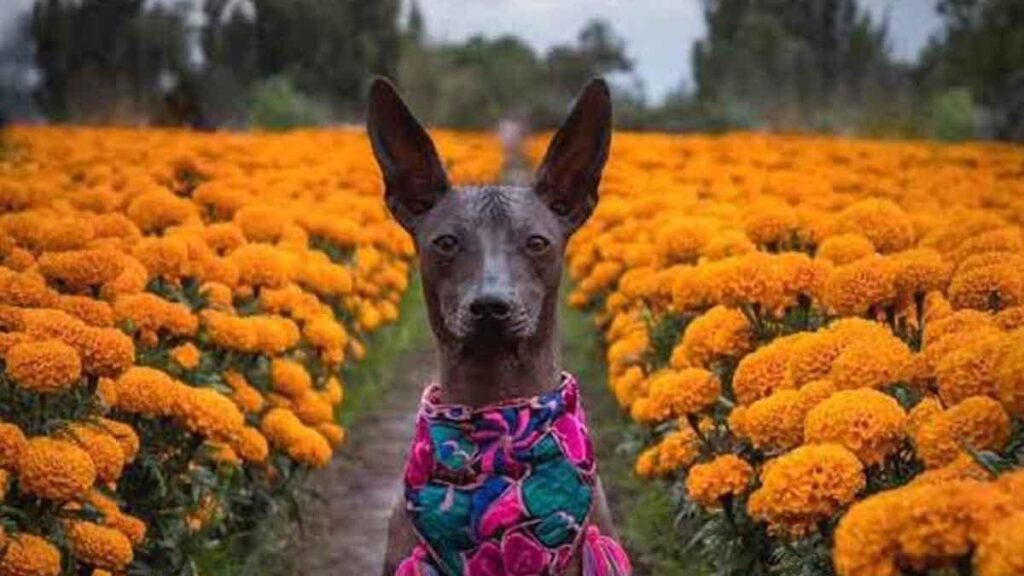 El 27 de octubre México honra con ofrendas a sus mascotas que partieron