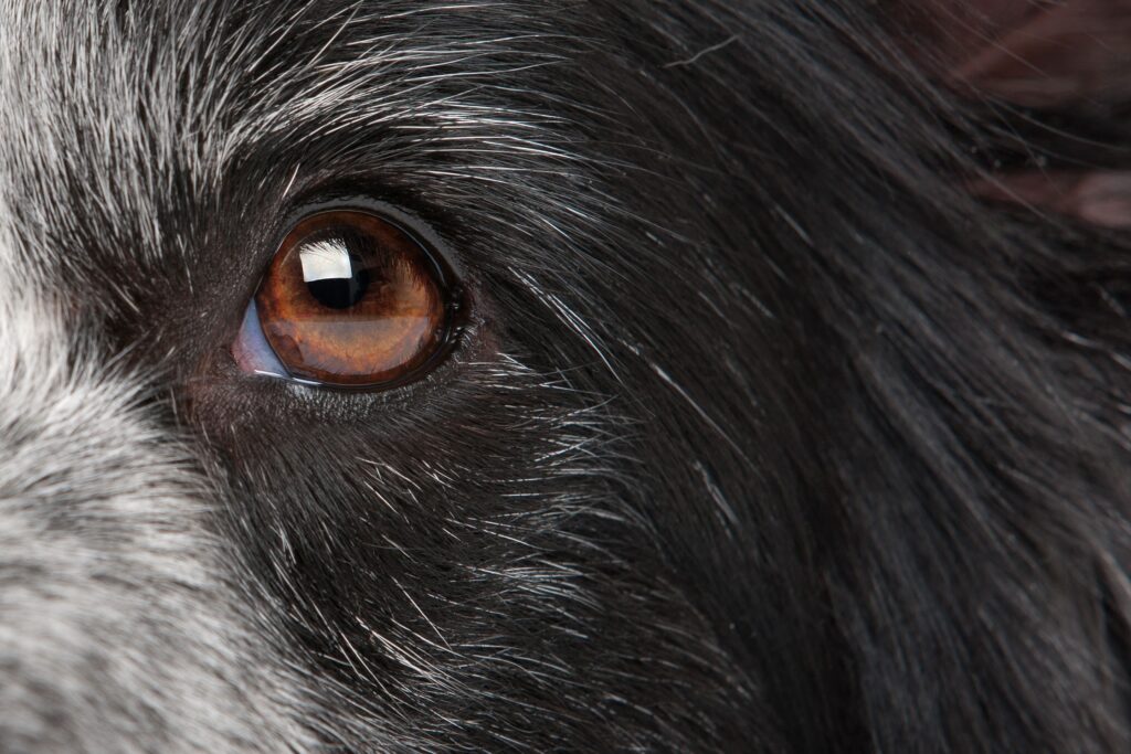 Un alimento fresco quedó bajo sospecha tras 192 casos de ojo seco súbito en perros