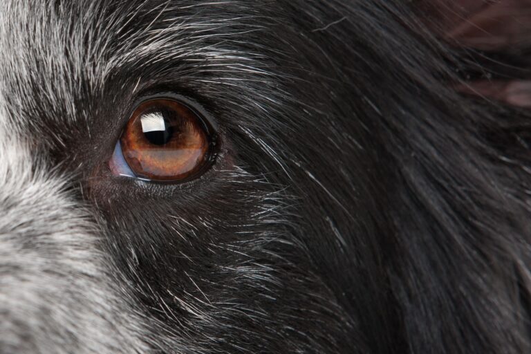 Un alimento fresco quedó bajo sospecha tras 192 casos de ojo seco súbito en perros