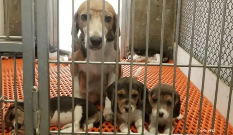 Estados Unidos debate cortar fondos públicos para experimentar con perros y gatos
