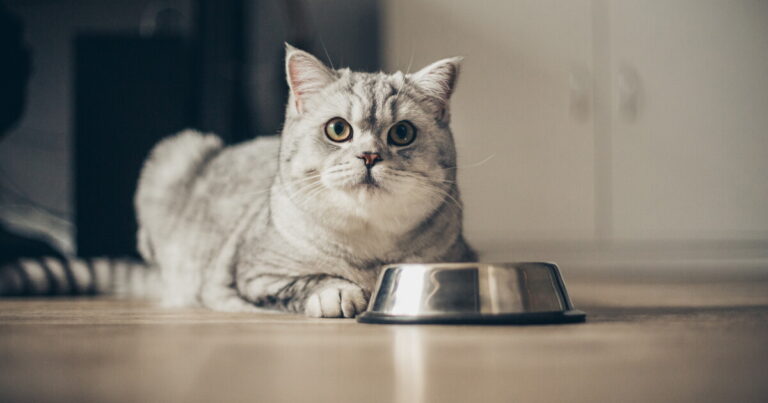 Cien alimentos para gato bajo la lupa revelan metales pesados y más mercurio en las recetas de pescado