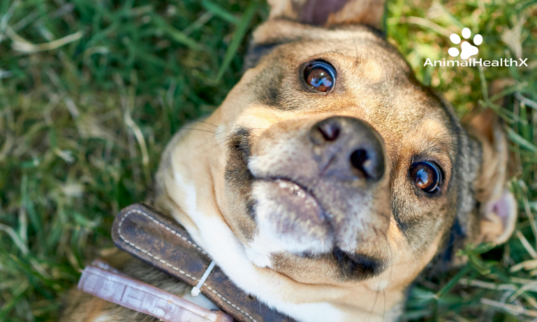 El collar con inteligencia artificial de PetPace llega a Chewy para vigilar la salud de perros y gatos