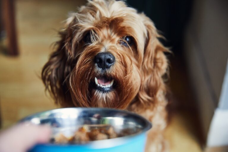 Albright retira su pollo crudo para perros en Estados Unidos por posible Salmonella